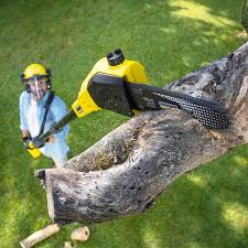 Trusted Bandon, OR Tree Services Experts